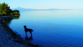 Der Hund von Godard