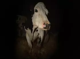 Cow