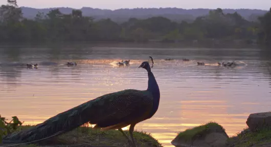 Happy Hippos and Sad Peacocks