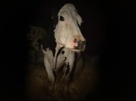 Cow