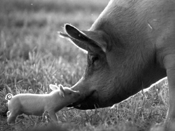 Gunda (N/GB/USA 2020) KRITIK artechock