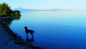 Der Hund von Godard