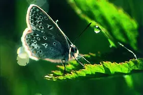 Filmszene �Faszination Natur - Seven Seasons�