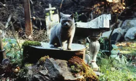 Filmszene �Friedhof der Kuscheltiere�