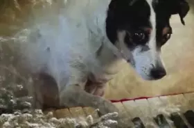 Filmszene �Heart of a Dog�
