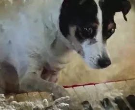 Filmszene �Heart of a Dog�