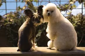 Filmszene �Das Hundehotel�