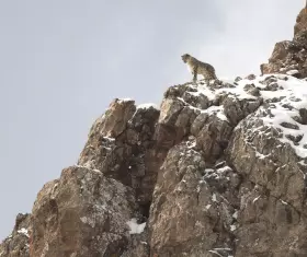 Filmszene Der Schneeleopard